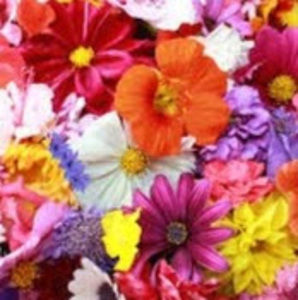 Meet your Posher, Peyton